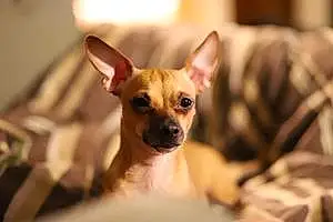 Name Chihuahua Dog Gwen