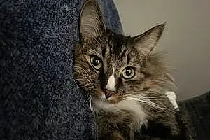 Name Oriental Longhair Cat Junebug