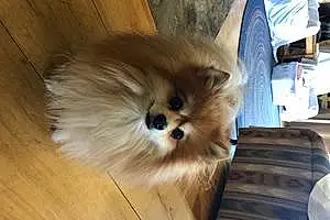 Name Pomeranian Dog Dingo