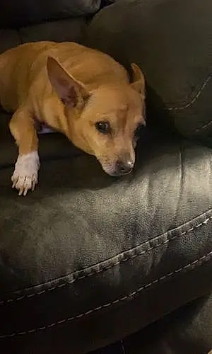 Name Chihuahua Dog Bell