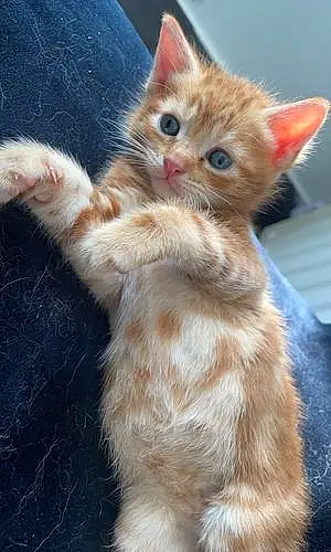 Name Cat Ginger