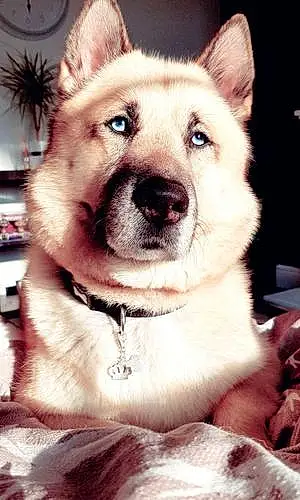 Alaskan Malamute Dog Odie-wan Kenobi