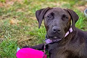 Name Labrador Retriever Dog Kia