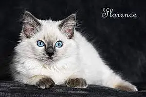 Name Ragdoll Cat Florence