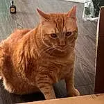 Cat, Felidae, Carnivore, Wood, Small To Medium-sized Cats, Fawn, Whiskers, Pet Supply, Tail, Snout, Hardwood, Domestic Short-haired Cat, Furry friends, Paw, Box, Table, Sitting, Claw
