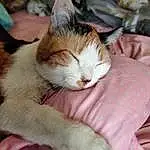 Cat, Comfort, Felidae, Carnivore, Small To Medium-sized Cats, Whiskers, Fawn, Snout, Tail, Paw, Domestic Short-haired Cat, Furry friends, Claw, Nap, Linens, Sitting, Sleep, Foot