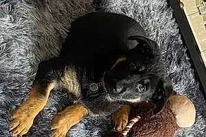 German Shepherd Dog Rocky