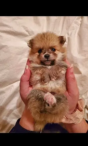 Name Pomeranian Dog Huckleberry