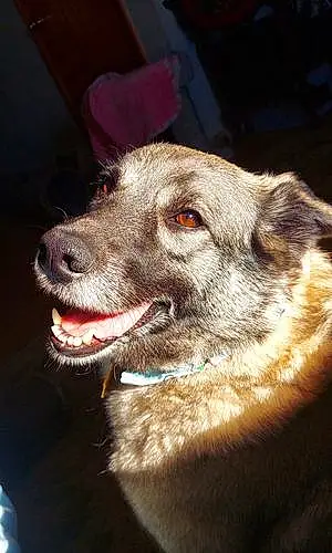 Name Norwegian Elkhound Dog Dog Ellie