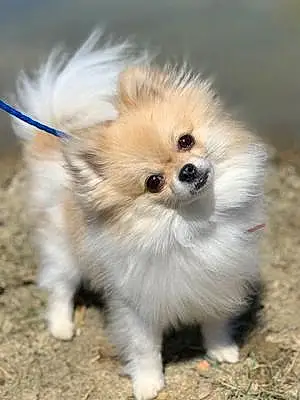 Name Pomeranian Dog Poppy