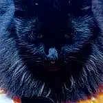 Cat, Felidae, Carnivore, Small To Medium-sized Cats, Whiskers, Cat Supply, Snout, Black cats, Tail, Bombay, Electric Blue, Comfort, Furry friends, Claw, Domestic Short-haired Cat, Paw, Photo Caption, Font, Square, Terrestrial Animal