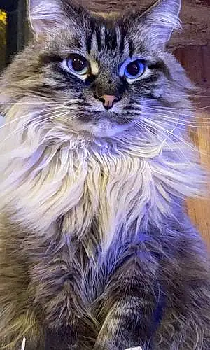 Siamese Cat Jasper