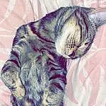 Cat, Carnivore, Textile, Purple, Felidae, Sleeve, Small To Medium-sized Cats, Grey, Whiskers, Plant, Comfort, Pattern, Tail, Snout, Electric Blue, Linens, Paw, Domestic Short-haired Cat