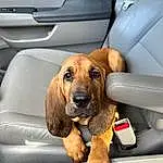 Dog, Car, Vroom Vroom, Vehicle, Carnivore, Dog breed, Mode Of Transport, Vehicle Door, Automotive Design, Car Seat Cover, Fawn, Automotive Exterior, Car Seat, Companion dog, Automotive Mirror, Auto Part, Snout, Comfort, Personal Luxury Car, Liver