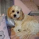 Dog, Canidae, Maltepoo, Dog breed, Cockapoo, Cavachon, Cavapoo, Carnivore, Puppy, Schnoodle, Companion dog, Poodle Crossbreed, Shih-poo, Sporting Lucas Terrier, Rare Breed (dog), American Cocker Spaniel, Toy Poodle