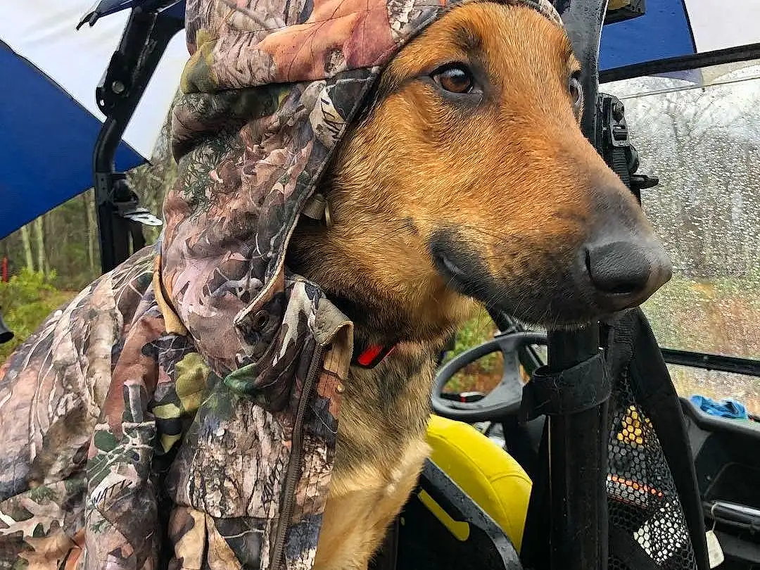 Dog, Vroom Vroom, Dog breed, Carnivore, Collar, Working Animal, Hat, Vehicle, Fawn, Camouflage, Automotive Exterior, Leash, Snout, Tent, Military Camouflage, Military Person, Vehicle Door, Dog Collar, Canidae