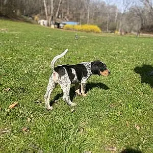 Name Coonhound Dog Clyde