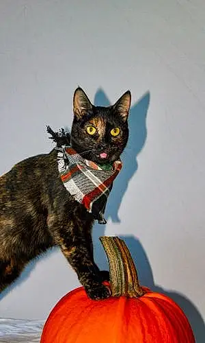Name American Shorthair Cat Frida