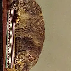 American Shorthair Cat Momma Mia