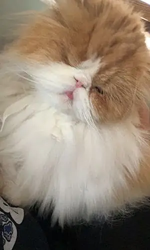 Persian Cat Cooper