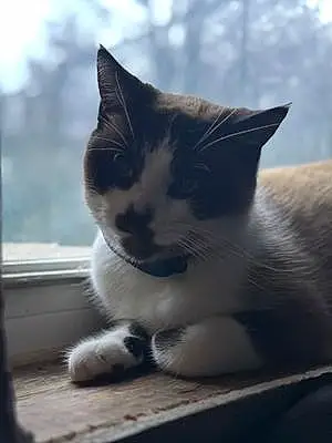 Name Snowshoe Cat Larry