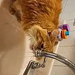 Tap, Felidae, Sink, Plumbing Fixture, Cat, Carnivore, Whiskers, Small To Medium-sized Cats, Fawn, Gas, Snout, Tail, Plumbing, Furry friends, Paw, Claw, Fang, Metal, Domestic Short-haired Cat, Terrestrial Animal