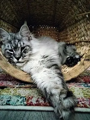 Name Maine Coon Cat Gatsby