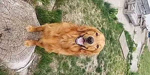 Name Golden Retriever Dog Jett