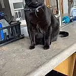 Cat, Bombay, Whiskers, Tail, Black cats, Snout, Small To Medium-sized Cats, Felidae, Domestic Short-haired Cat, Paw, Collar, Bottle, Furry friends, Claw, Canidae, Water Bottle, Terrestrial Animal, Room