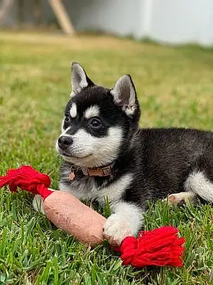 Name Alaskan Klee Kai Dog Kleo