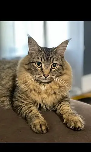 Name Maine Coon Cat Bubby