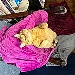 Cat, Purple, Comfort, Felidae, Carnivore, Small To Medium-sized Cats, Pink, Fawn, Whiskers, Magenta, Linens, Wood, Companion dog, Toy, Woolen, Furry friends, Wool, Domestic Short-haired Cat, Canidae