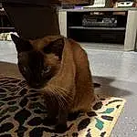Cat, Siamese, Felidae, Carnivore, Small To Medium-sized Cats, Fawn, Whiskers, Thai, Kitchen Appliance, Snout, Tail, Home Appliance, Hardwood, Furry friends, Domestic Short-haired Cat, Wood, Microwave Oven, Tonkinese