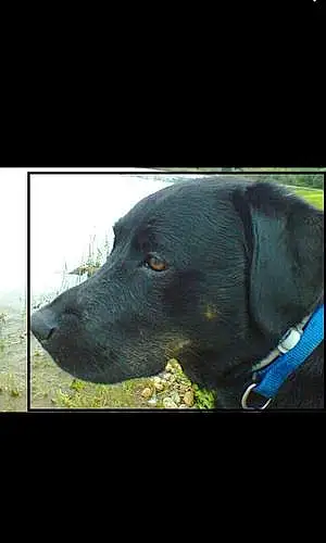 Name Labrador Retriever Dog Bruin