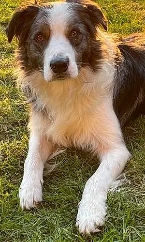 Name Border Collie Dog Coby