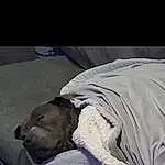 Comfort, Grey, Carnivore, Cloud, Companion dog, Dog, Dog breed, Linens, Canidae, Furry friends, Nap, Bedding, Sleep, Blanket