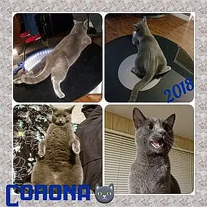 Name Cat Corona