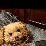 Dog, Carnivore, Liver, Dog breed, Fawn, Toy Dog, Comfort, Companion dog, Small Terrier, Terrier, Wood, Shih Tzu, Whiskers, Canidae, Puppy love, Furry friends, Yorkipoo, Poodle Crossbreed, Hardwood