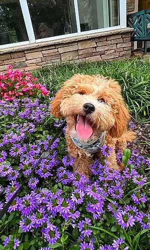 Flower Dog Winston