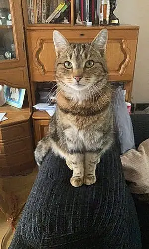 Name Tabby Cat Bluebell