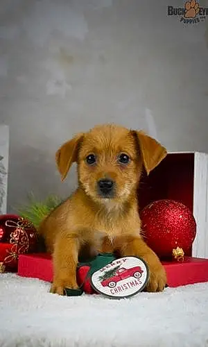 Name Toy Fox Terrier Dog Jayjay