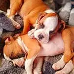 Dog, Dog breed, Carnivore, Comfort, Companion dog, Fawn, Working Animal, Snout, Bulldog, Paw, Canidae, Wood, Puppy love, Wrinkle, Toy Dog, Hardwood, Hound, Non-sporting Group