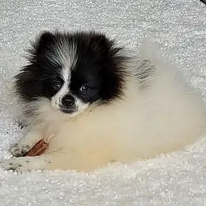 Name Pomeranian Dog Kodi