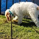 Dog, Water Dog, Dog breed, Carnivore, Fawn, Companion dog, Plant, Toy Dog, Snout, Dog Collar, Poodle, Terrier, Grass, Working Animal, Tail, Labradoodle, Canidae, Sunglasses, Furry friends