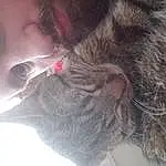 Nose, Skin, Cat, Felidae, Mouth, Ear, Small To Medium-sized Cats, Eyelash, Carnivore, Gesture, Liver, Whiskers, Fawn, Happy, Beard, Dog breed, Snout, Tail, Domestic Short-haired Cat, Furry friends