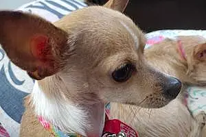 Name Chihuahua Dog Lina