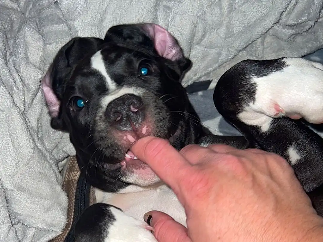 Dog, Dog breed, Comfort, Carnivore, Finger, Boston Terrier, Companion dog, Fawn, Snout, Working Animal, Furry friends, Nail, Canidae, Paw, Wrist, Toy Dog, Puppy love