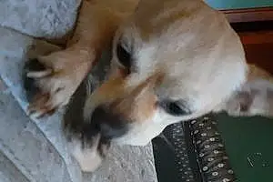 Name Chihuahua Dog Bitsy