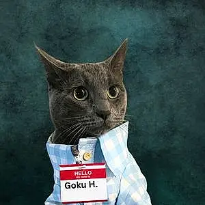 Name Cat Goku