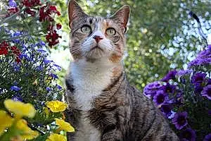 Name Torbie Cat Alaska